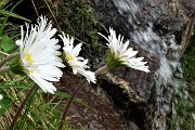 15 Margherite d'alpe con cascatella